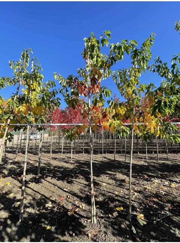 Nordamerikanischer Baum - Fenchelholzbaum | Sassafras albidum Nordamerikanischer Baum - Fenchelholzbaum | Sassafras albidum