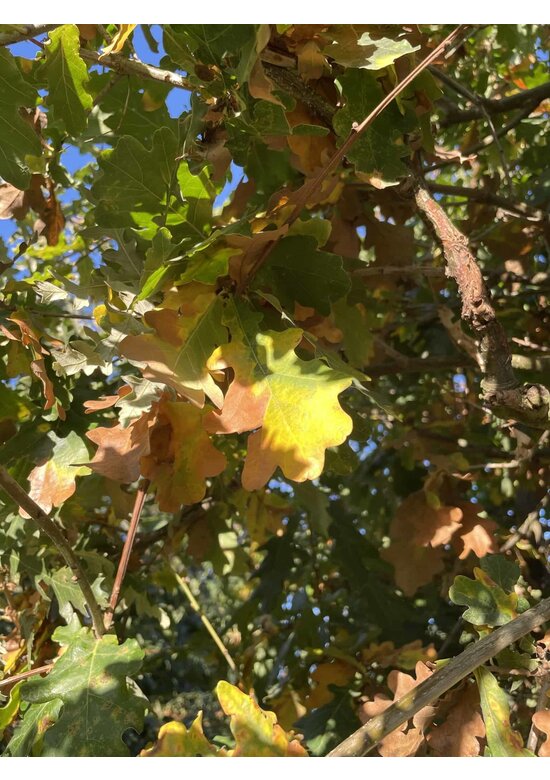 Stieleiche | Quercus robur