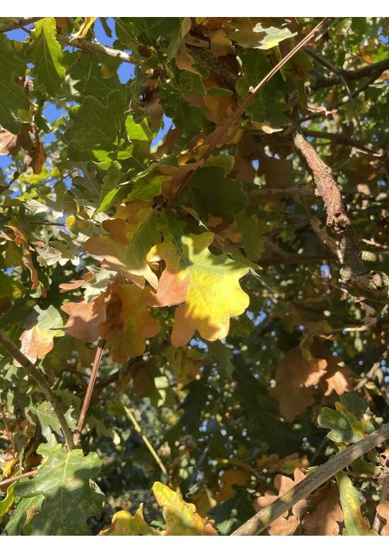 Stieleiche | Quercus robur