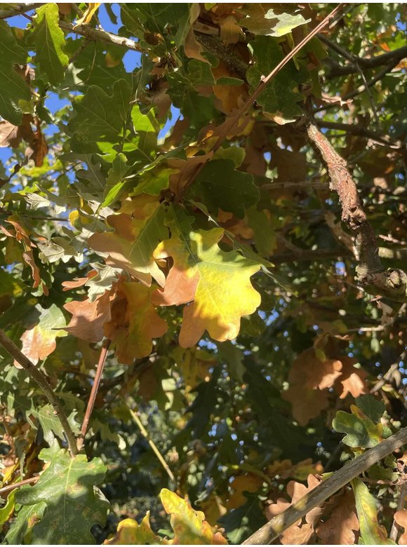 Stiel-Eiche - Sommer-Eiche | Quercus robur Stiel-Eiche - Sommer-Eiche | Quercus robur