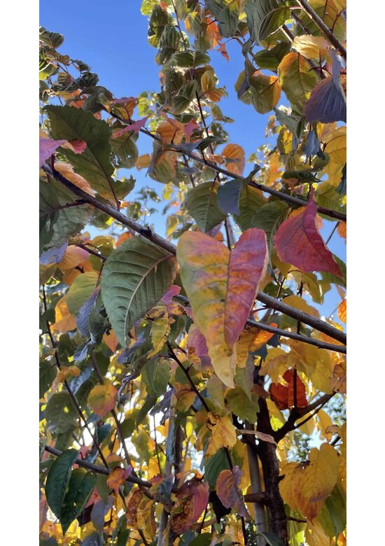 Berg-Kirsche Rancho | Prunus sargentii 'Rancho'