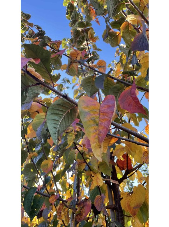 Berg-Kirsche - Scharlach-Kirsche | Prunus sargentii 'Rancho' Berg-Kirsche - Scharlach-Kirsche | Prunus sargentii 'Rancho'