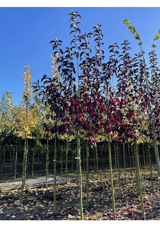 Rote Traubenkirsche ‘Canada Red’ | Prunus virginiana ‘Canada Red’