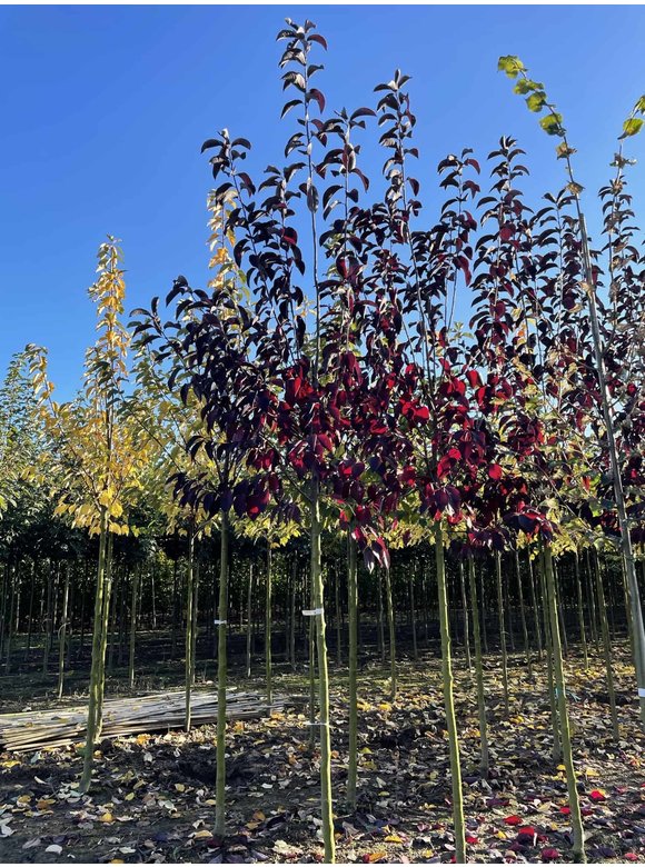 Rote Traubenkirsche ‘Canada Red’ | Prunus virginiana ‘Canada Red’ Rote Traubenkirsche ‘Canada Red’ | Prunus virginiana ‘Canada Red’