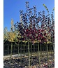 Rote Traubenkirsche ‘Canada Red’ | Prunus virginiana ‘Canada Red’
