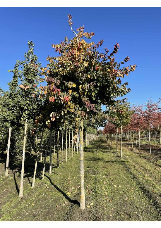 Eisenholzbaum 'Vanessa' | Parrotia persica 'Vanessa'