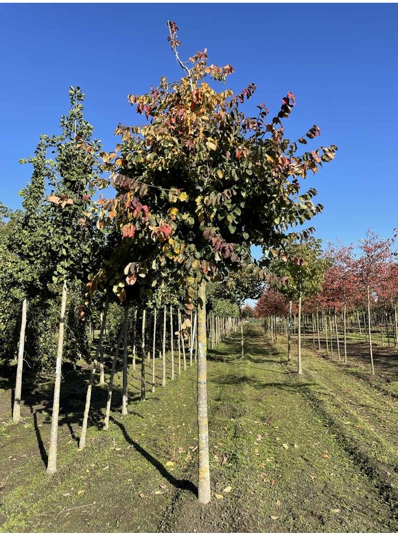 Eisenholzbaum 'Vanessa' | Parrotia persica 'Vanessa' Eisenholzbaum 'Vanessa' | Parrotia persica 'Vanessa'