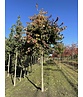 Eisenholzbaum 'Vanessa' | Parrotia persica 'Vanessa'