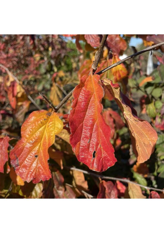 Persischer Eisenholzbaum mehrstämmig | Parrotia persica