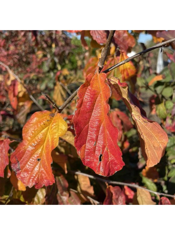 Eisenholzbaum - Mehrstämmig | Parrotia persica Eisenholzbaum - Mehrstämmig | Parrotia persica