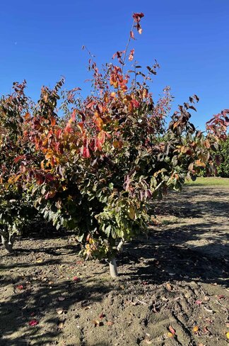 Persischer Eisenholzbaum mehrstämmig | Parrotia persica Persischer Eisenholzbaum mehrstämmig | Parrotia persica