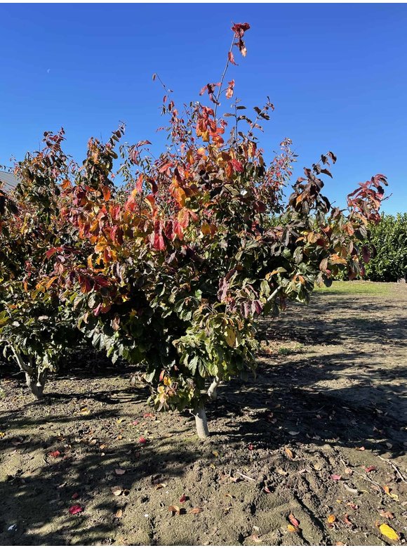 Eisenholzbaum - Mehrstämmig | Parrotia persica Eisenholzbaum - Mehrstämmig | Parrotia persica