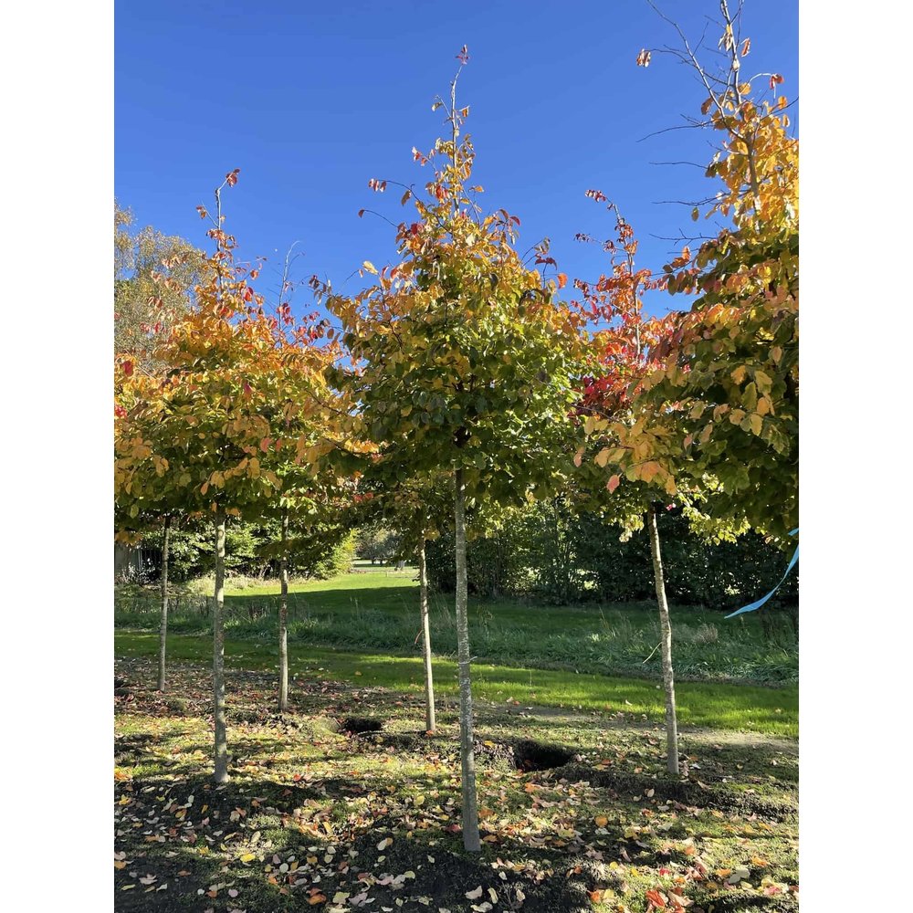 Persischer Eisenholzbaum kaufen? Perfekt für jeden Garten Venovi