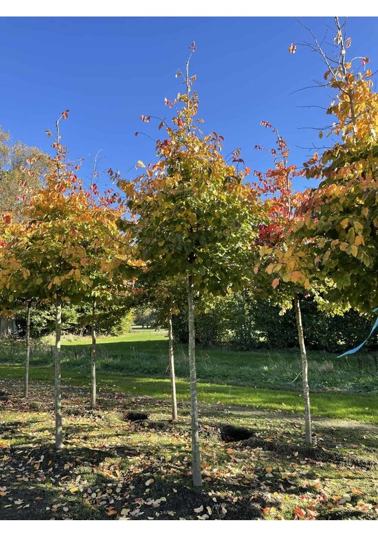 Persischer Eisenholzbaum | Parrotia persica