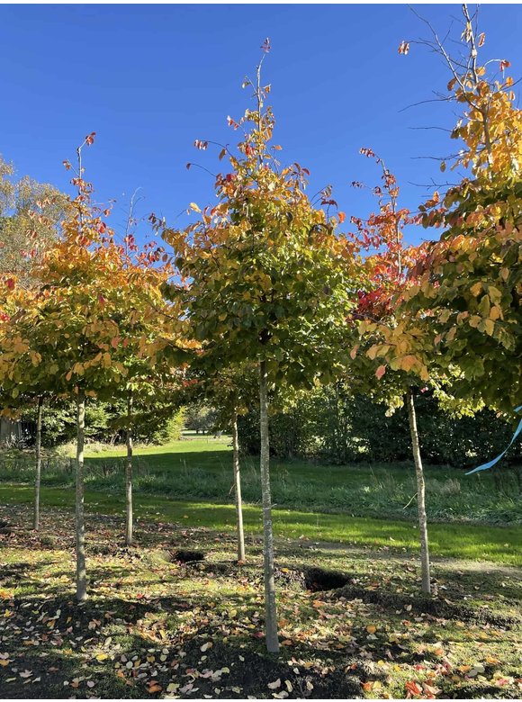 Eisenholzbaum | Parrotia persica Eisenholzbaum | Parrotia persica