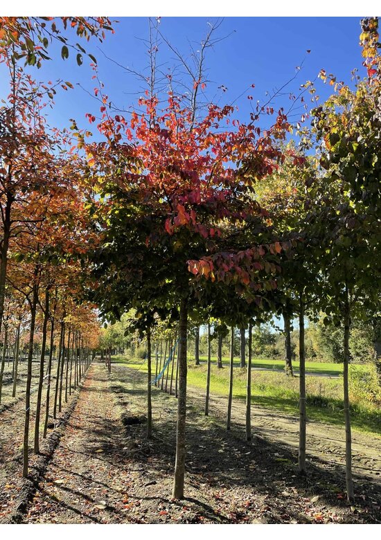 Eisenholzbaum 'Bella' | Parrotia persica 'Bella'