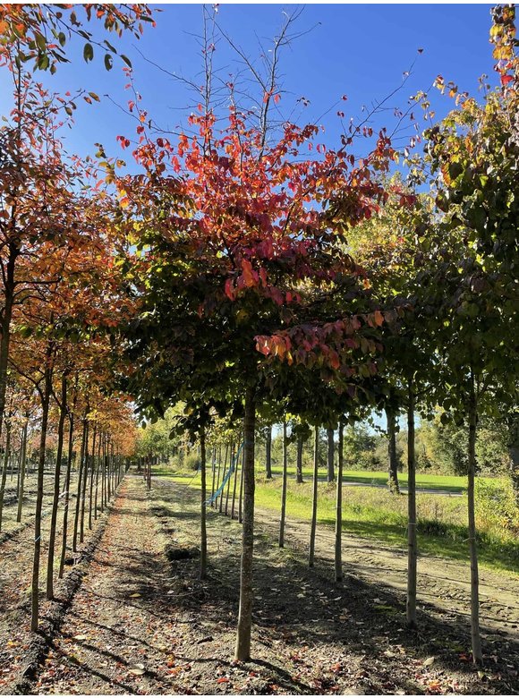 Eisenholzbaum 'Bella' | Parrotia persica 'Bella' Eisenholzbaum 'Bella' | Parrotia persica 'Bella'