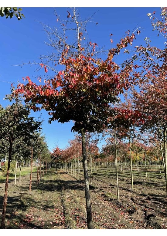 Eisenholzbaum 'Bella' | Parrotia persica 'Bella'