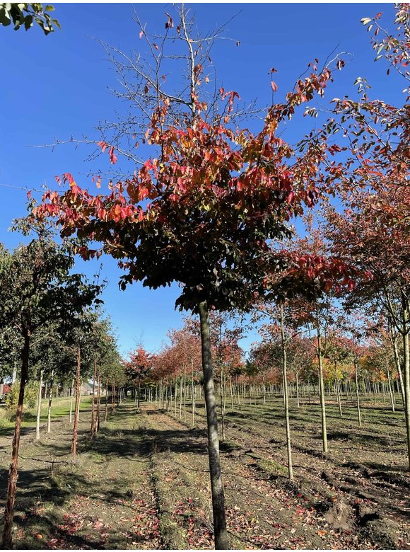 Eisenholzbaum 'Bella' | Parrotia persica 'Bella' Eisenholzbaum 'Bella' | Parrotia persica 'Bella'