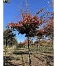 Eisenholzbaum 'Bella' | Parrotia persica 'Bella'
