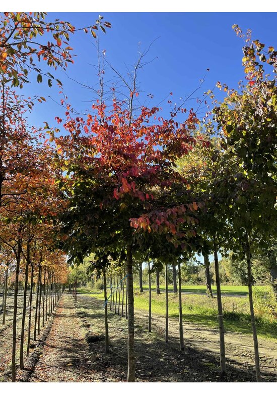 Eisenholzbaum 'Bella' | Parrotia persica 'Bella'