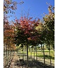 Eisenholzbaum 'Bella' | Parrotia persica 'Bella'