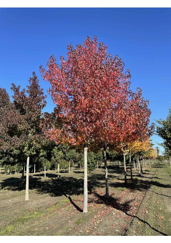 Amberbaum 'Worplesdon' | Liquidambar styraciflua 'Worplesdon'