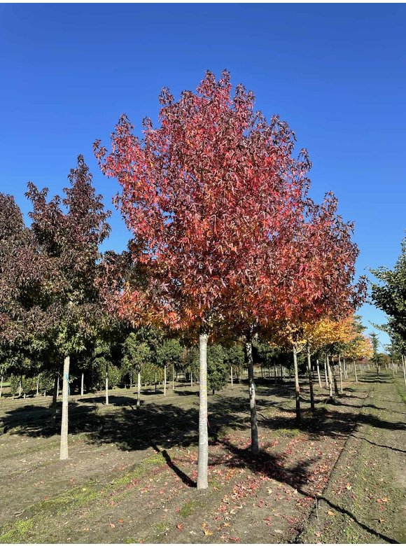 Amberbaum 'Worplesdon' | Liquidambar styraciflua 'Worplesdon' Amberbaum 'Worplesdon' | Liquidambar styraciflua 'Worplesdon'