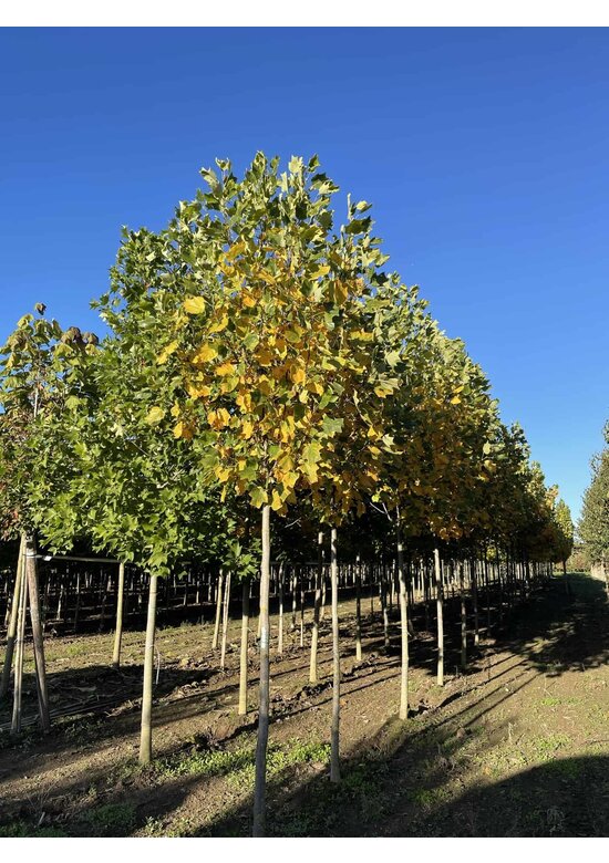 Goldgelber Tulpenbaum 'Aureomarginatum' | Liriodendron tulipifera 'Aureomarginatum'