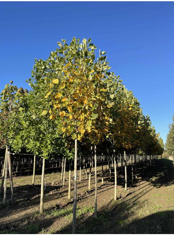 Goldgelber Tulpenbaum 'Aureomarginatum' | Liriodendron tulipifera 'Aureomarginatum' Goldgelber Tulpenbaum 'Aureomarginatum' | Liriodendron tulipifera 'Aureomarginatum'