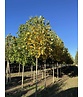 Goldgelber Tulpenbaum 'Aureomarginatum' | Liriodendron tulipifera 'Aureomarginatum'