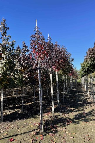 Amerikanischer Amberbaum 'Stared' | Liquidambar styraciflua 'Stared' Amerikanischer Amberbaum 'Stared' | Liquidambar styraciflua 'Stared'
