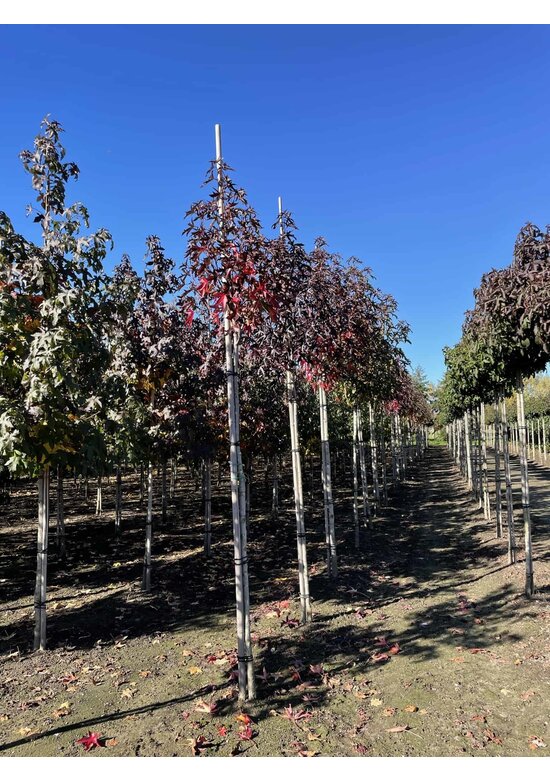 Amerikanischer Amberbaum 'Stared' | Liquidambar styraciflua 'Stared'