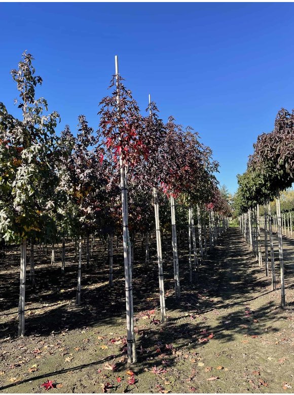Amerikanischer Amberbaum 'Stared' | Liquidambar styraciflua 'Stared' Amerikanischer Amberbaum 'Stared' | Liquidambar styraciflua 'Stared'