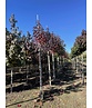 Amerikanischer Amberbaum 'Stared' | Liquidambar styraciflua 'Stared'