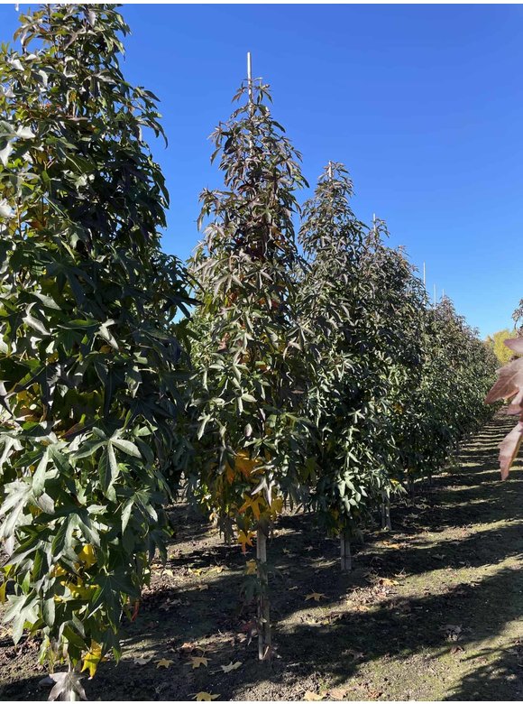 Kleiner Säulen-Amberbaum 'Slender Silhouette' | Liquidambar styraciflua 'Slender Silhouette' Kleiner Säulen-Amberbaum 'Slender Silhouette' | Liquidambar styraciflua 'Slender Silhouette'