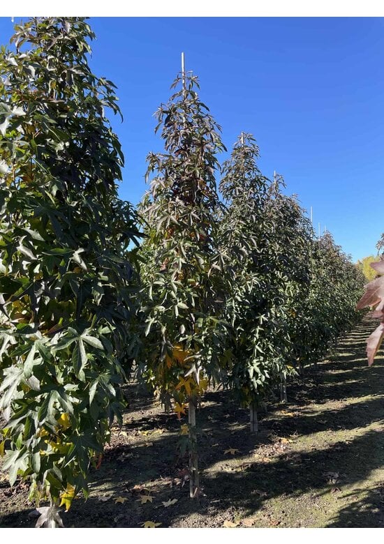 Säulen Amberbaum  | Liquidambar styraciflua 'Slender Silhouette'