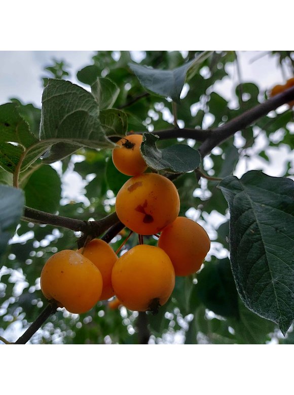 Zierapfel 'Butterball' | Malus 'Butterball' Zierapfel 'Butterball' | Malus 'Butterball'