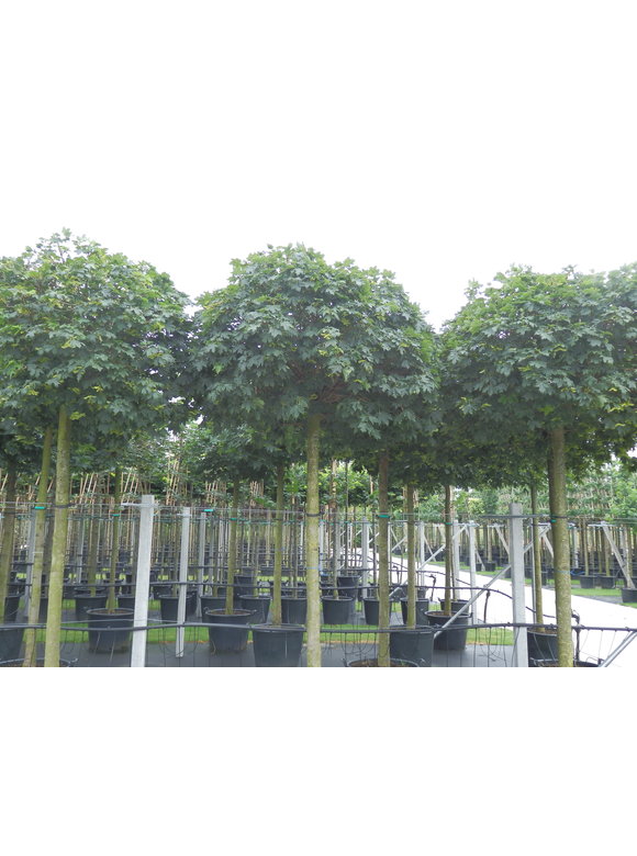 Kugelahorn 'Globosum' | Acer platanoides 'Globosum' Kugelahorn 'Globosum' | Acer platanoides 'Globosum'
