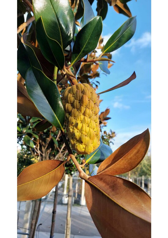 Magnolia grandiflora | Magnolia grandiflora