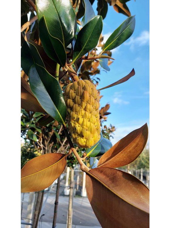 Großblättrige Magnolie | Magnolia grandiflora Großblättrige Magnolie | Magnolia grandiflora