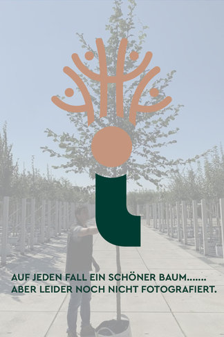 Silber-Linde | Tilia tomentosa Silber-Linde | Tilia tomentosa