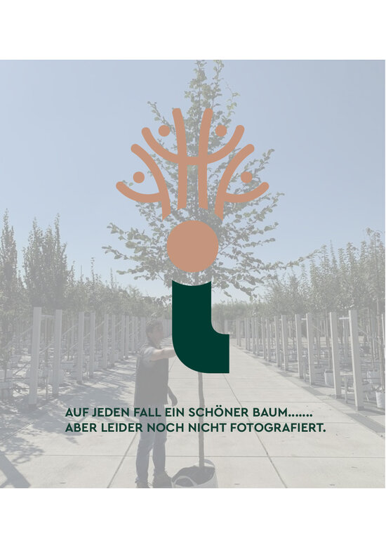 Silber-Linde | Tilia tomentosa