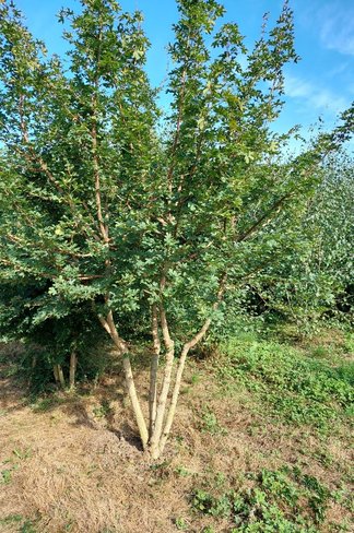 Feldahorn Mehrstämmig | Acer campestre