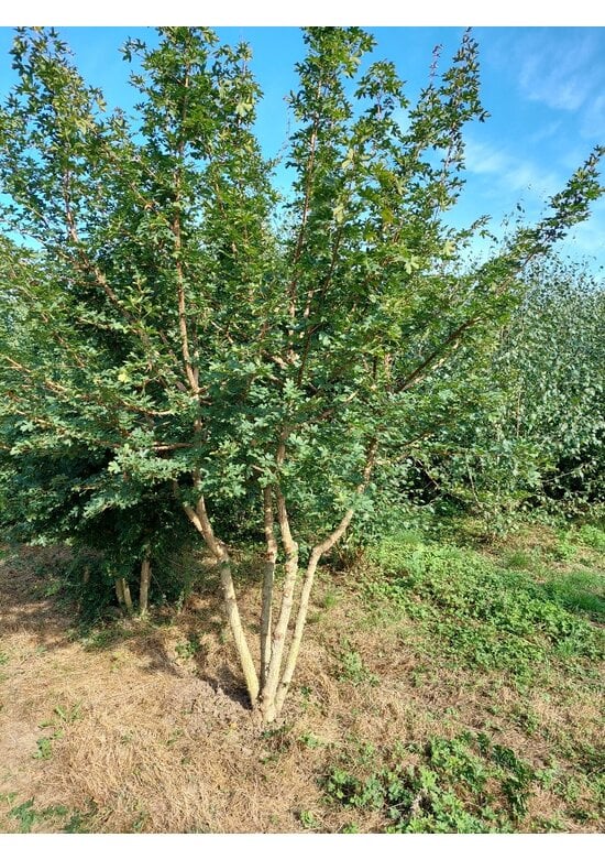 Feldahorn Mehrstämmig | Acer campestre