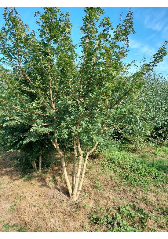 Feldahorn Mehrstämmig | Acer campestre