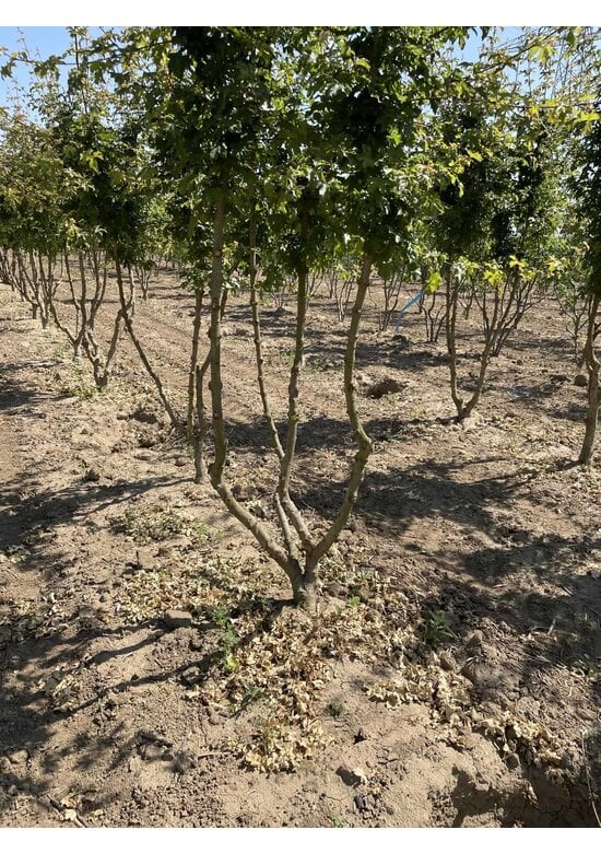 Feldahorn Mehrstämmig | Acer campestre