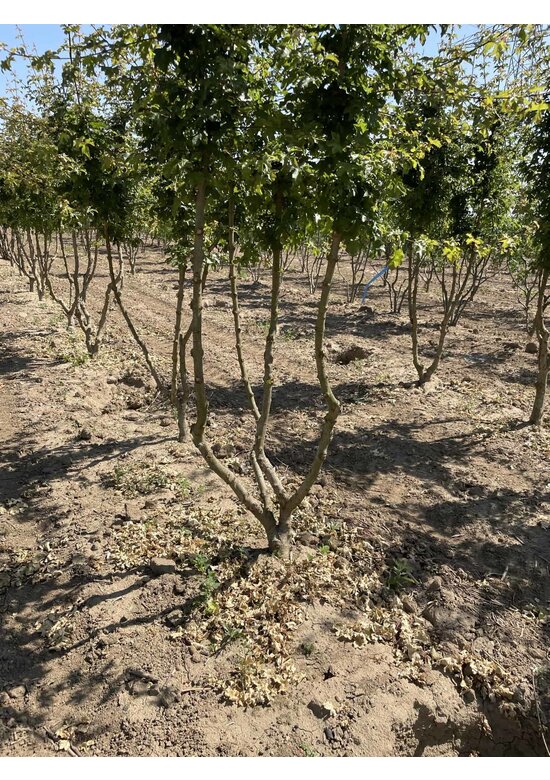 Feldahorn Mehrstämmig | Acer campestre