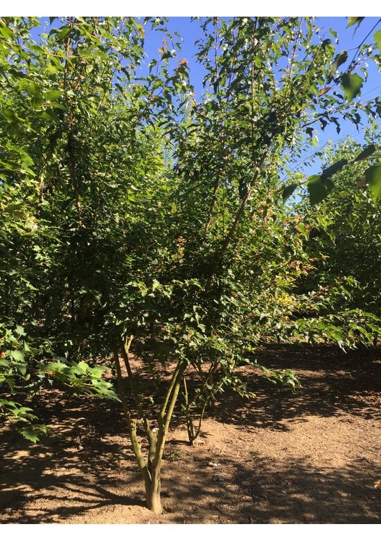 Feuer-Ahorn 'Ginnala' - Mehrstämmig | Acer tataricum 'Ginnala'