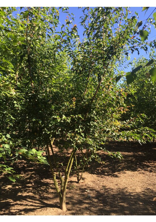 Feuer-Ahorn 'Ginnala' - Mehrstämmig | Acer tataricum 'Ginnala'